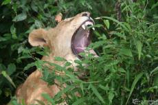 IMG 8469-Kenya, yawning lion in Masai Mara bush